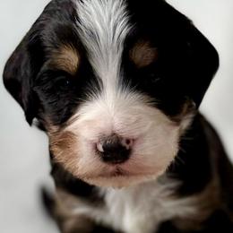 Lucas- Dark blue collar boy - Tri-color male Bernedoodle puppy in Colorado Springs, Colorado from Mercy Mountain Bernedoodles