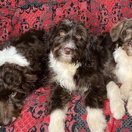 Aussiedoodles and Bernedoodles from Clemleth Aussiedoodles