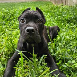 Tala aka Green Collar - Black female Cane Corso puppy in Houston, Texas from Zenith Cane Corso