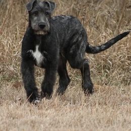 Irish Wolfhound Puppies from Boondocks Irish Wolfhounds