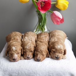 Bernedoodle and Cavapoo Puppies from Wag'in Tails