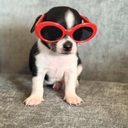 Sinatra - Black and tan male Chihuahua puppy in Seneca, Missouri from Stephanie’s Puppy Colony