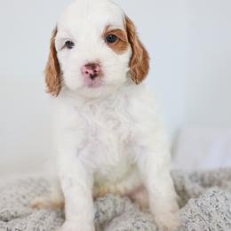 The Situation - Parti male Goldendoodle puppy in Chandler, Arizona from K Farm Doodles