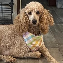 Pumpkin - Poodle
