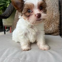 Charlie - AKC - Chocolate, tan and white male Yorkshire Terrier puppy in Calhoun, Georgia from Peach State Yorkies