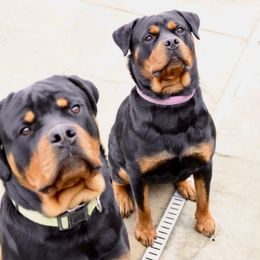 Rottweiler All Grown Up from Muletown Rotties