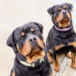Rottweiler All Grown Up from Muletown Rotties