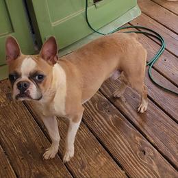Cruz - Boston Terrier