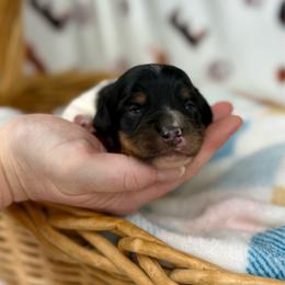 Fennec - Piebald female Dachshund puppy in Three Rivers, Michigan from Michiana Dachshunds