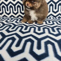 Saint Nick - Chocolate sable male Pomeranian puppy in Texas from Ruby's Poms