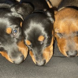 Dachshund Puppies from Cogsworth Cromwell Dachshunds of South West Michigan
