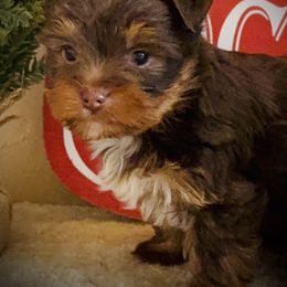 Leo - Chocolate and tan male Yorkshire Terrier puppy in Hastings, Nebraska from Promise Land Pets