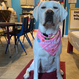 Labrador Retriever All Grown Up from Royal Ridge Labs