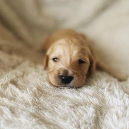 Bernedoodle, Cavalier King Charles Spaniel, and Goldendoodle Puppies from Dandelion Doodles