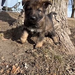 German Shepherd Puppies from Czech Working Lines