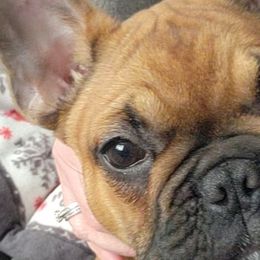 French Bulldogs from Wrinkles And Rolls Frenchies