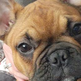 French Bulldogs from Wrinkles And Rolls Frenchies