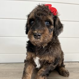 Hazel - Chocolate merle female Bernedoodle puppy in Garrettsville, Ohio from Sunset Family Farm