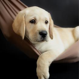 Patriot - Yellow male Labrador Retriever puppy in Allons, Tennessee from UC Labradors LLC