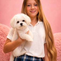 Maltese All Grown Up from Maltese Dollhouse