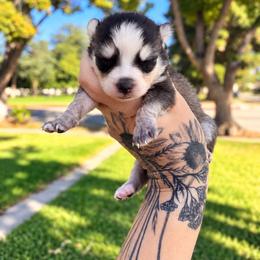 Girl 2 - Black and white female Pomsky puppy in La Verne, California from Red Cedar Pomskies