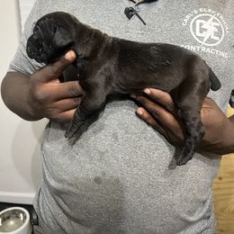 Cane Corso Puppies from Double C Cane Corso Kennel