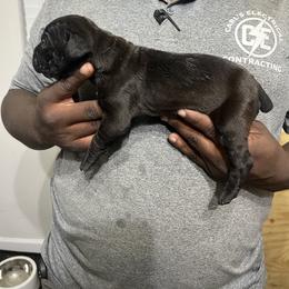 Cane Corso Puppies from Double C Cane Corso Kennel