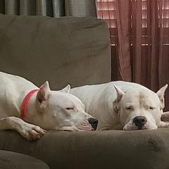 Dogo Argentinos from Cazadores Del Monte Bajo