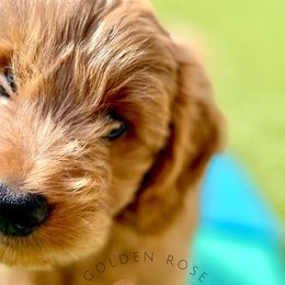 Goldendoodles and Golden Retrievers from Golden Rose Retrievers and Doodles