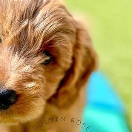 Goldendoodles and Golden Retrievers from Golden Rose Retrievers and Doodles
