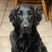 Storm - Flat-Coated Retriever