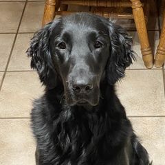 Storm - Flat-Coated Retriever