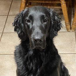 Storm - Flat-Coated Retriever