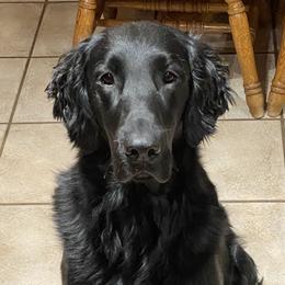 Storm - Flat-Coated Retriever