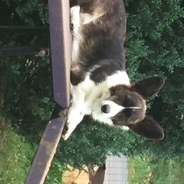 Win - Cardigan Welsh Corgi