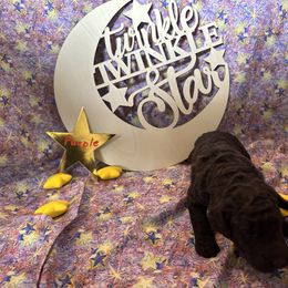 Girl 4 - Brown Poodle puppy in Alaska from Nord Kennel