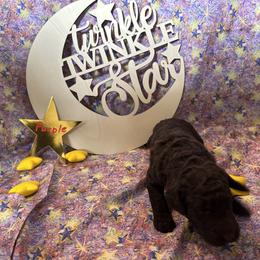 Girl 4 - Brown Poodle puppy in Alaska from Nord Kennel