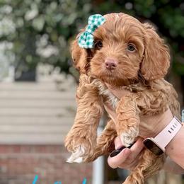 Lady - Red female Cockapoo puppy in Mocksville, North Carolina from Little Bear Doodles