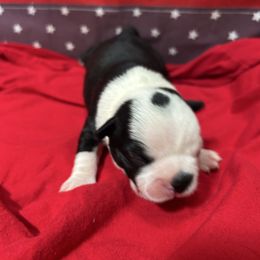 Glory - Black and white female Boston Terrier puppy in Whittemore, Michigan from Woof Pack