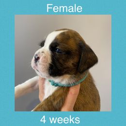 Boxer Puppies from Shadix Boxers