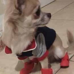 Chihuahuas and Pekingese from Wu-Taos Pekingese Dynasty/Your Pekingese Plug