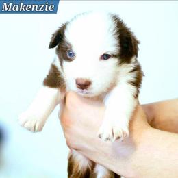 Makenzie - Red tri female Miniature Australian Shepherd puppy in Punta Gorda, Florida from Christie's Creekside Aussies