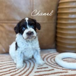 Chanel - Chocolate female Australian Labradoodle puppy in Nashville, Tennessee from SF Australian Labradoodles