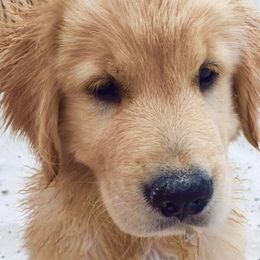 Golden Retriever Puppies from Mountain Bay goldens
