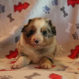 Pembroke Welsh Corgi Puppies from Bar M Pembroke Welsh Corgis