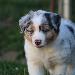 Australian Shepherd Puppies from Eagles Landing Miniature Americans