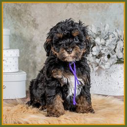 Wednesday - Black white and tan female Cockapoo puppy in Connersville, Indiana from Deaz Doodle Ranch