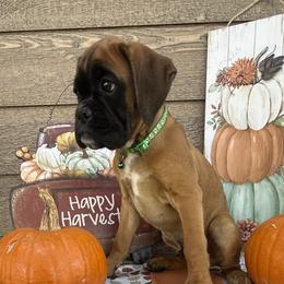 Boxer Puppies from The Holistic Boxer