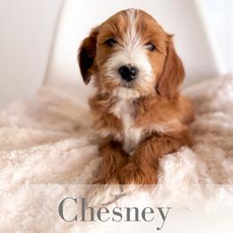 Chesney - Red  male Goldendoodle puppy in Melba, Idaho from KZ Doodles