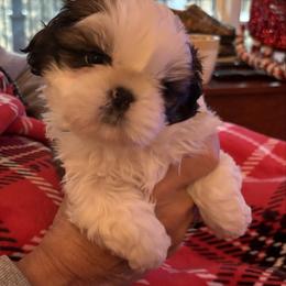 Jet - Red and white male Shih Tzu puppy in Redmond, Oregon from Jazzie Shih Tzu